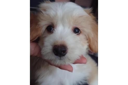 販売中の北海道のミックス犬-396254の2枚目